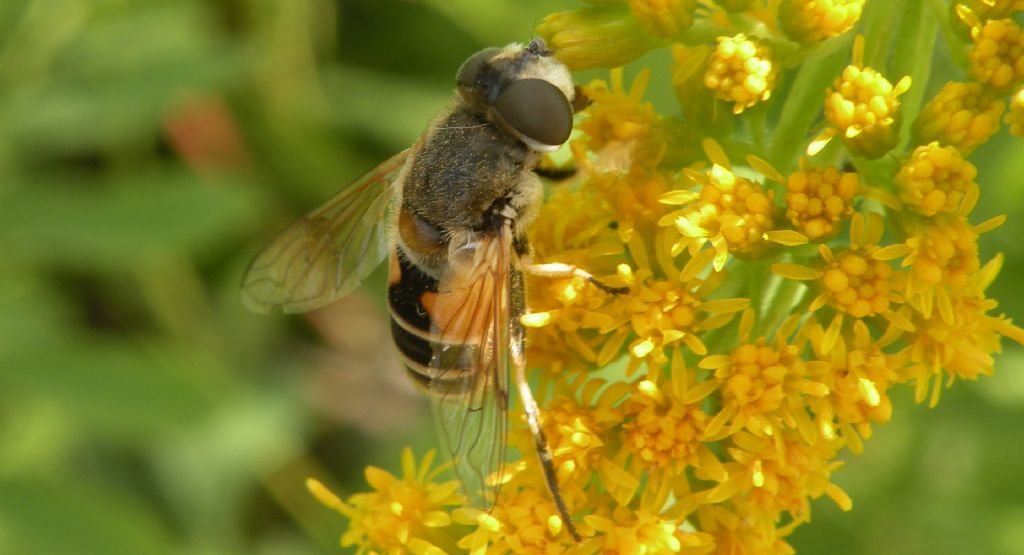 Eristalis sp: forse Eristalis rupium f?